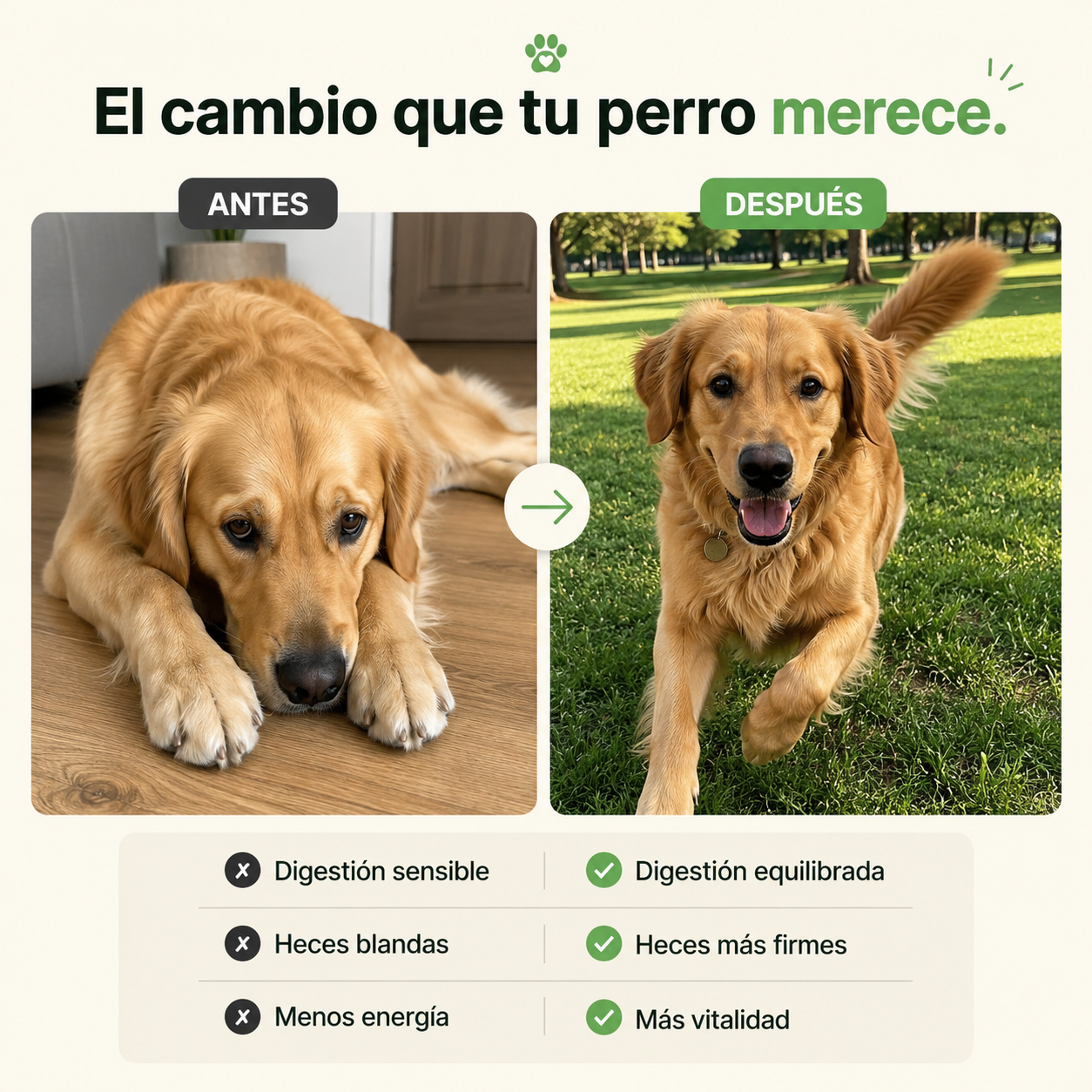Probióticos para la salud digestiva de tu perro