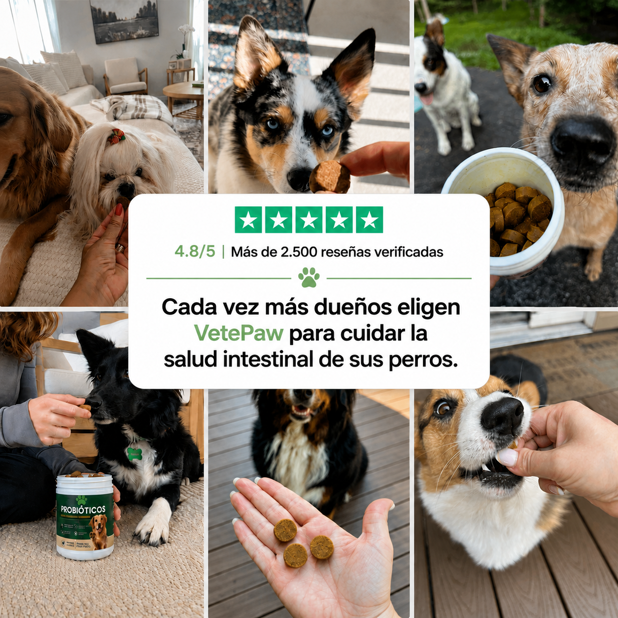 Probióticos para la salud digestiva de tu perro